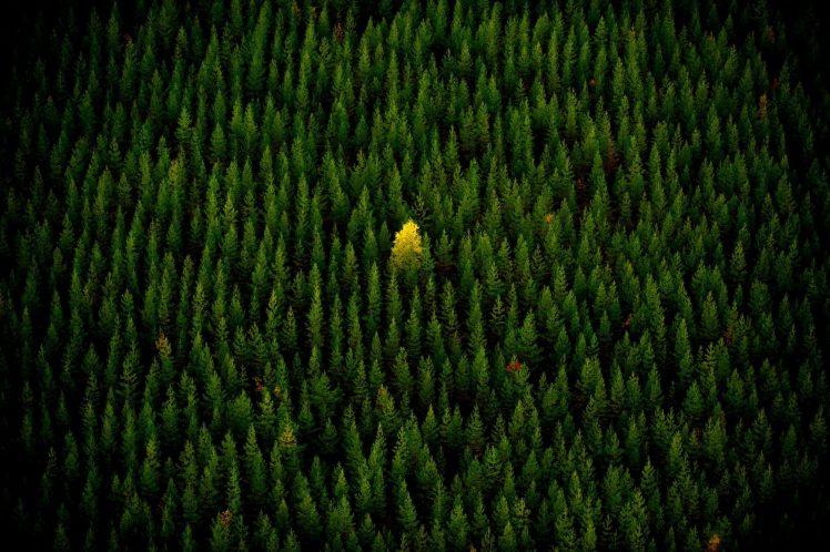 nature, Trees, Yellow, Alone, Forest, Fall HD Wallpaper Desktop Background