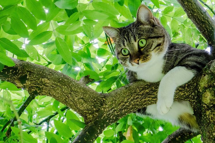 green eyes, Trees, Branch, Leaves, Green, Animals, Cat HD Wallpaper Desktop Background