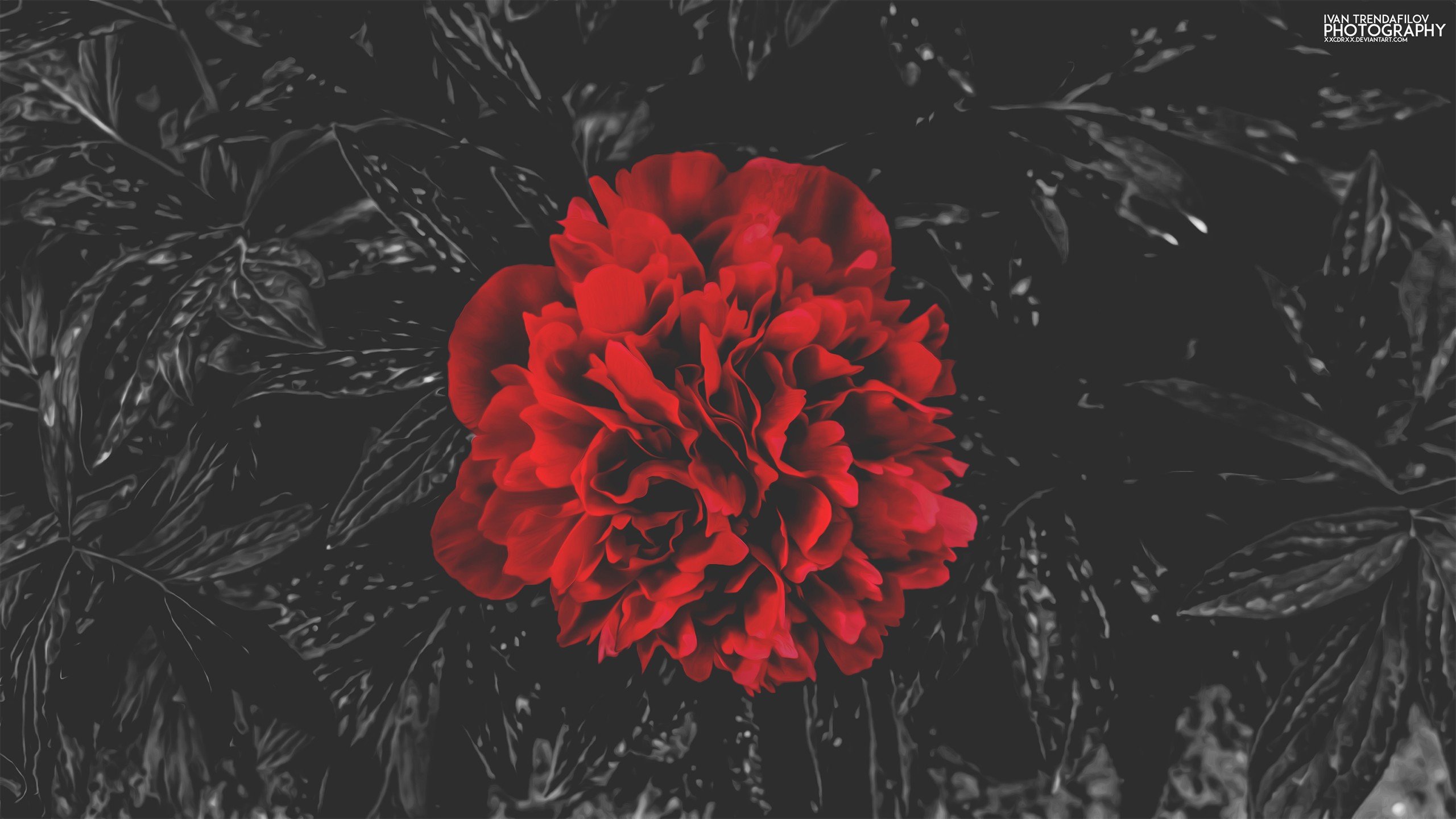 red flowers, Nature, Shadow, Selective coloring, Watermarked Wallpaper