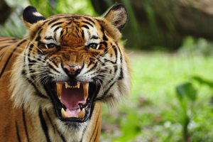 open mouth, Tiger, Animals, Big cats, Nature