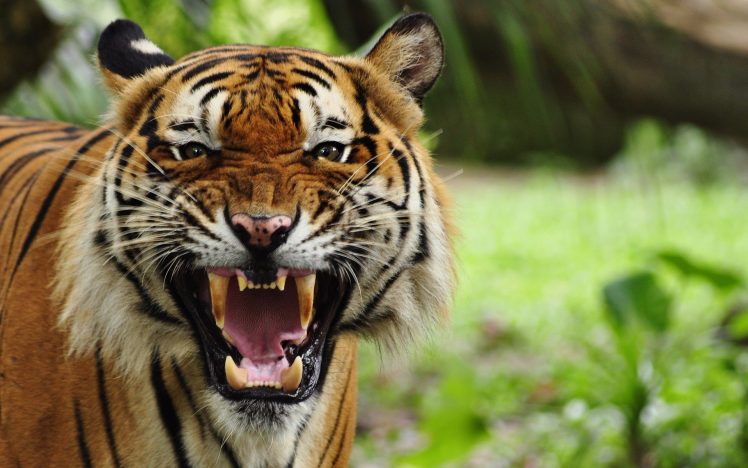 open mouth, Tiger, Animals, Big cats, Nature HD Wallpaper Desktop Background