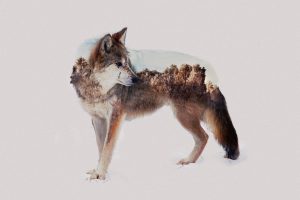 wolf, Animals, Photo manipulation, Double exposure