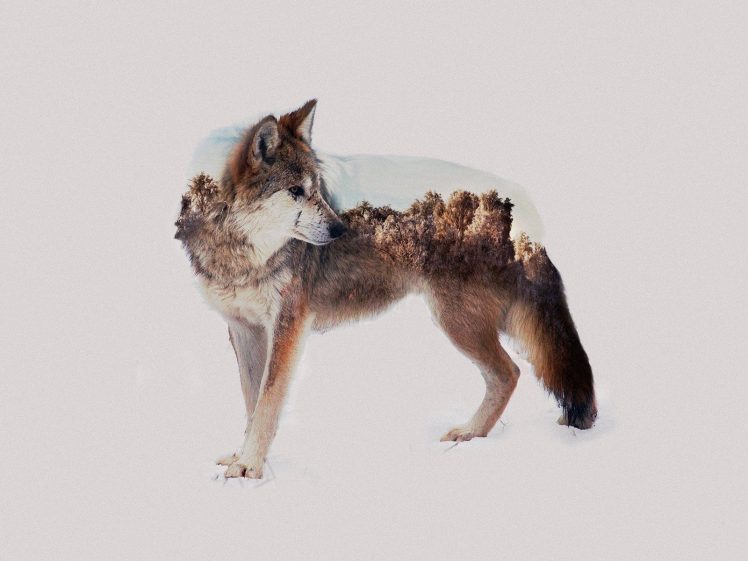 wolf, Animals, Photo manipulation, Double exposure HD Wallpaper Desktop Background