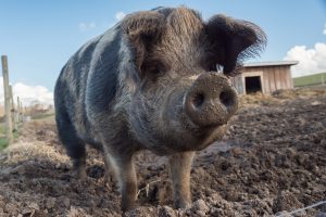 pigs, Animals, Mud, Dirt