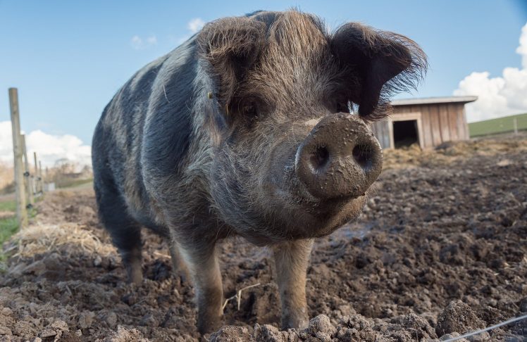 pigs, Animals, Mud, Dirt HD Wallpaper Desktop Background