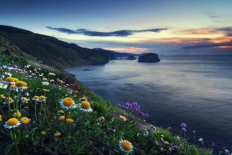 plants, Flowers, Coast, Sea, Sky, Sunlight, Nature HD Wallpaper Desktop Background
