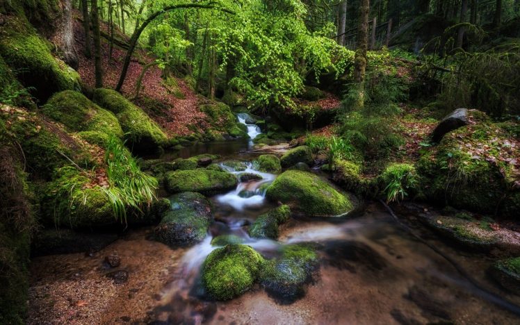 Pascal Schirmer, Water, Moss, Plants, Nature, 500px HD Wallpaper Desktop Background
