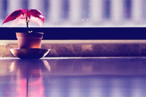 plants, Plant pot, Leaves, Table, Window, Sunlight, Glass, Blue, Red