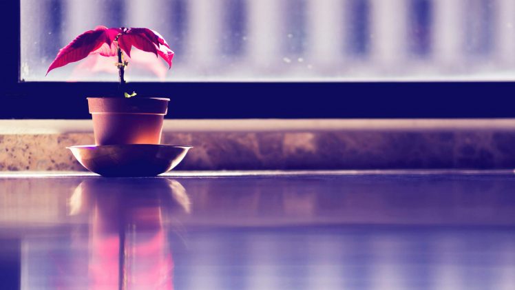 plants, Plant pot, Leaves, Table, Window, Sunlight, Glass, Blue, Red HD Wallpaper Desktop Background
