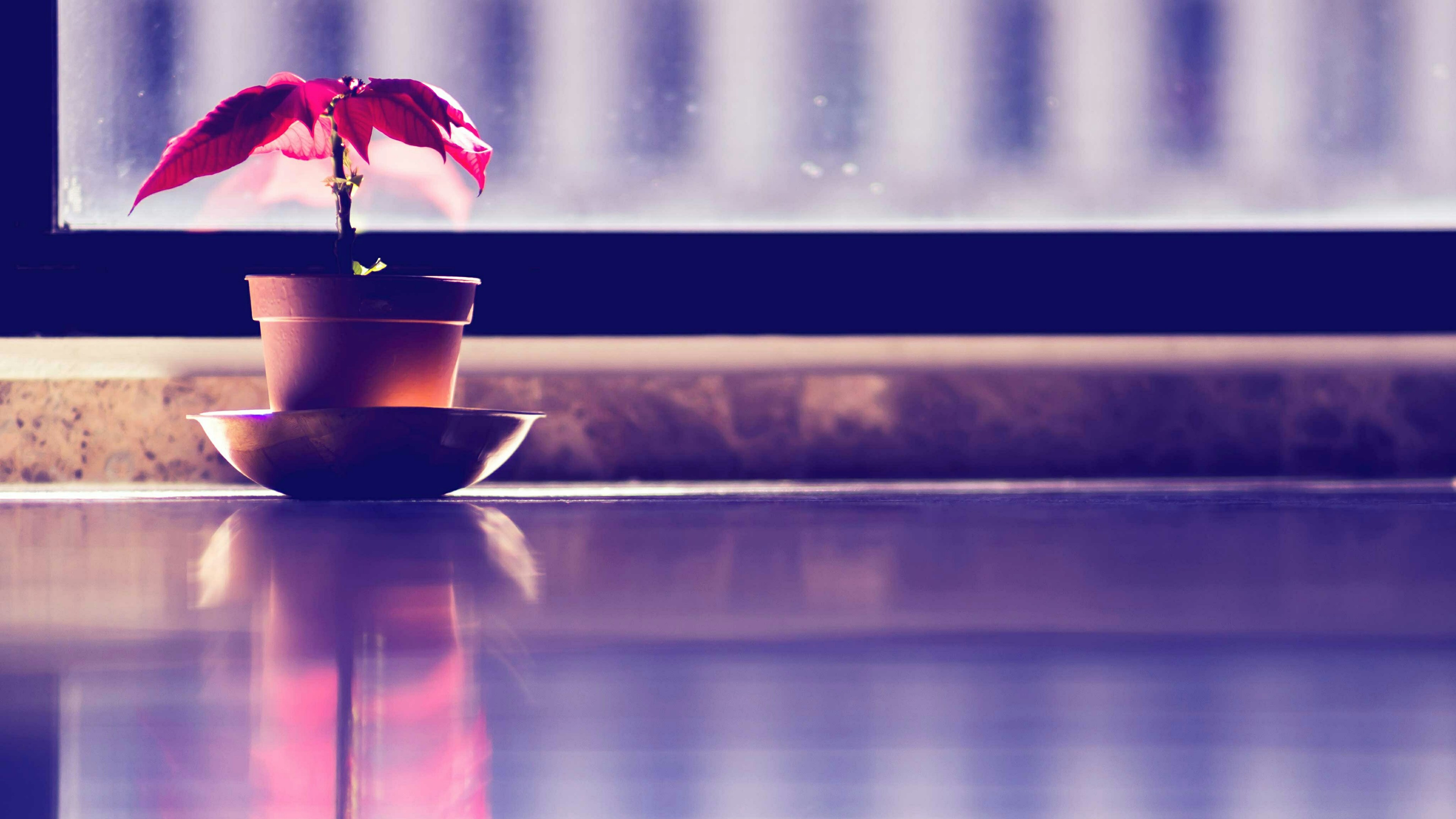 plants, Plant pot, Leaves, Table, Window, Sunlight, Glass, Blue, Red Wallpaper
