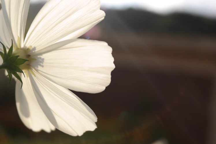 white flowers, Lights, Cosmos (flower), Landscape, Shining HD Wallpaper Desktop Background
