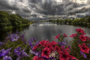 flowers, River, Trees, Sky, Clouds