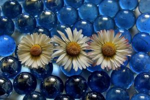 blue, Flowers, White flowers, Marble