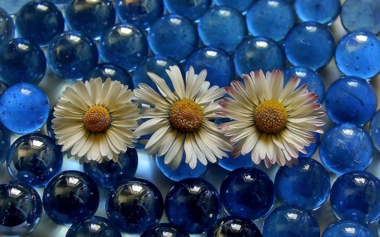 blue, Flowers, White flowers, Marble HD Wallpaper Desktop Background