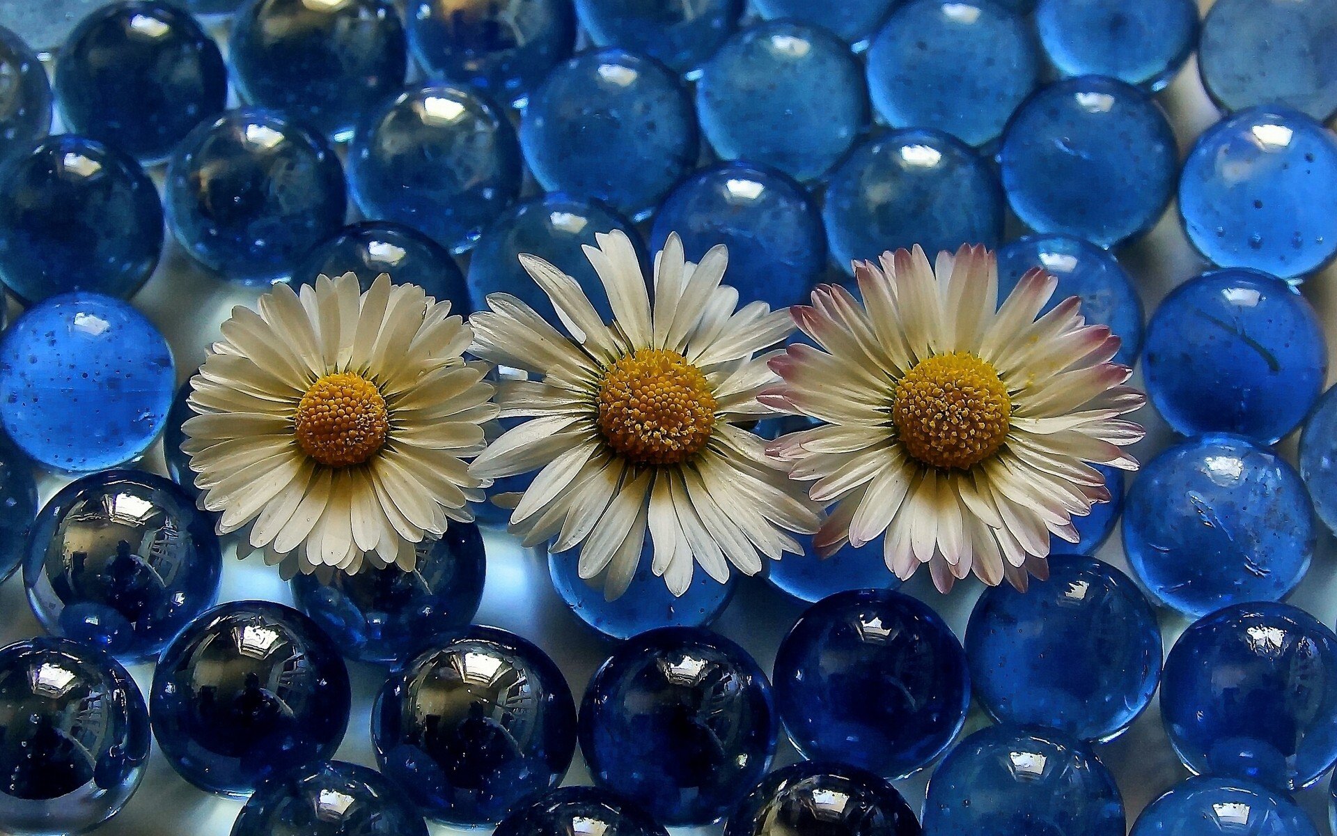 blue, Flowers, White flowers, Marble Wallpapers HD / Desktop and Mobile