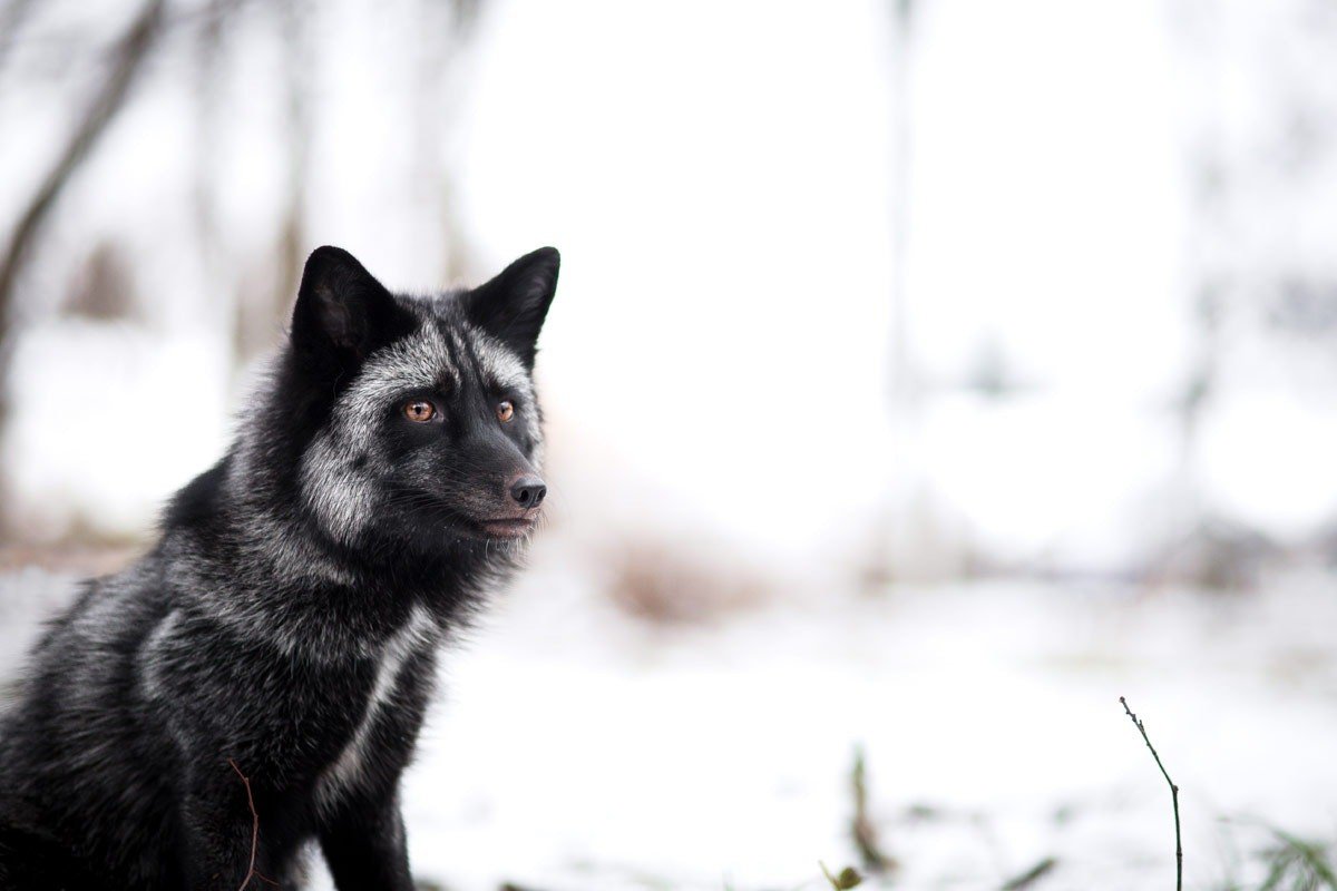 Anna Sychowicz, 500px, Fox, Animals Wallpaper