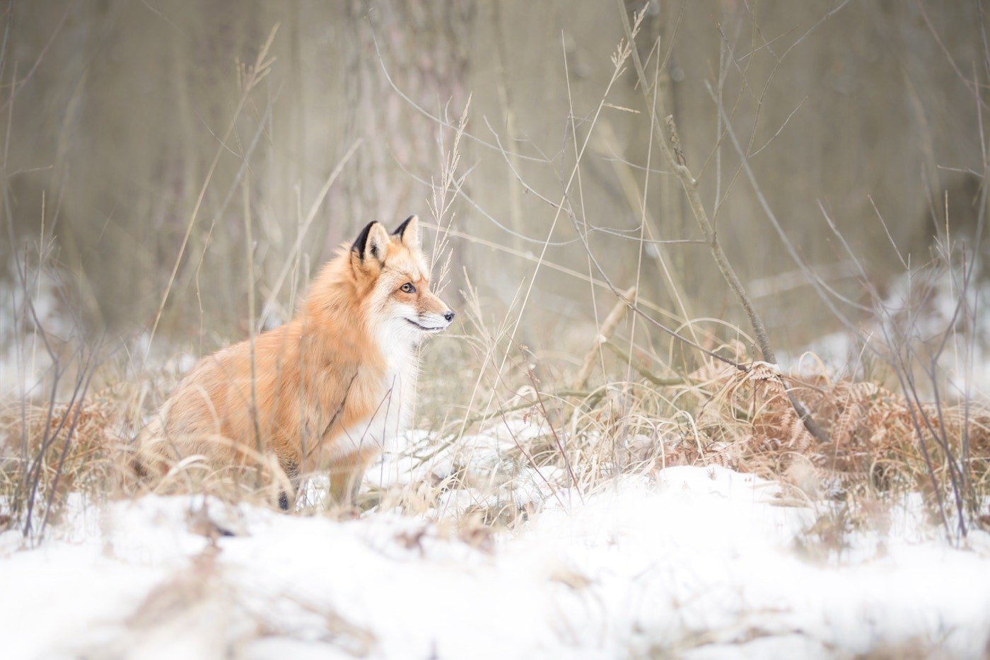 winter, Nature, Snow, Fox, Animals Wallpaper