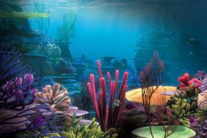water, Underwater, Sea, Coral, Colorful