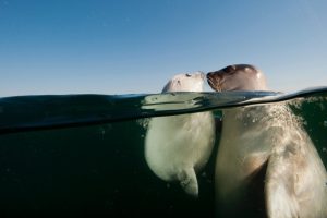 David Doubilet, Water, Underwater, Sea, Seals, Animals, Baby animals, Bubbles, Split view