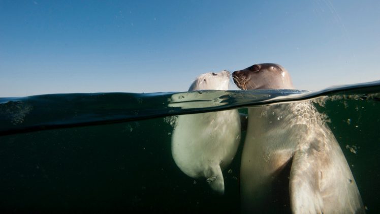 David Doubilet, Water, Underwater, Sea, Seals, Animals, Baby animals, Bubbles, Split view HD Wallpaper Desktop Background