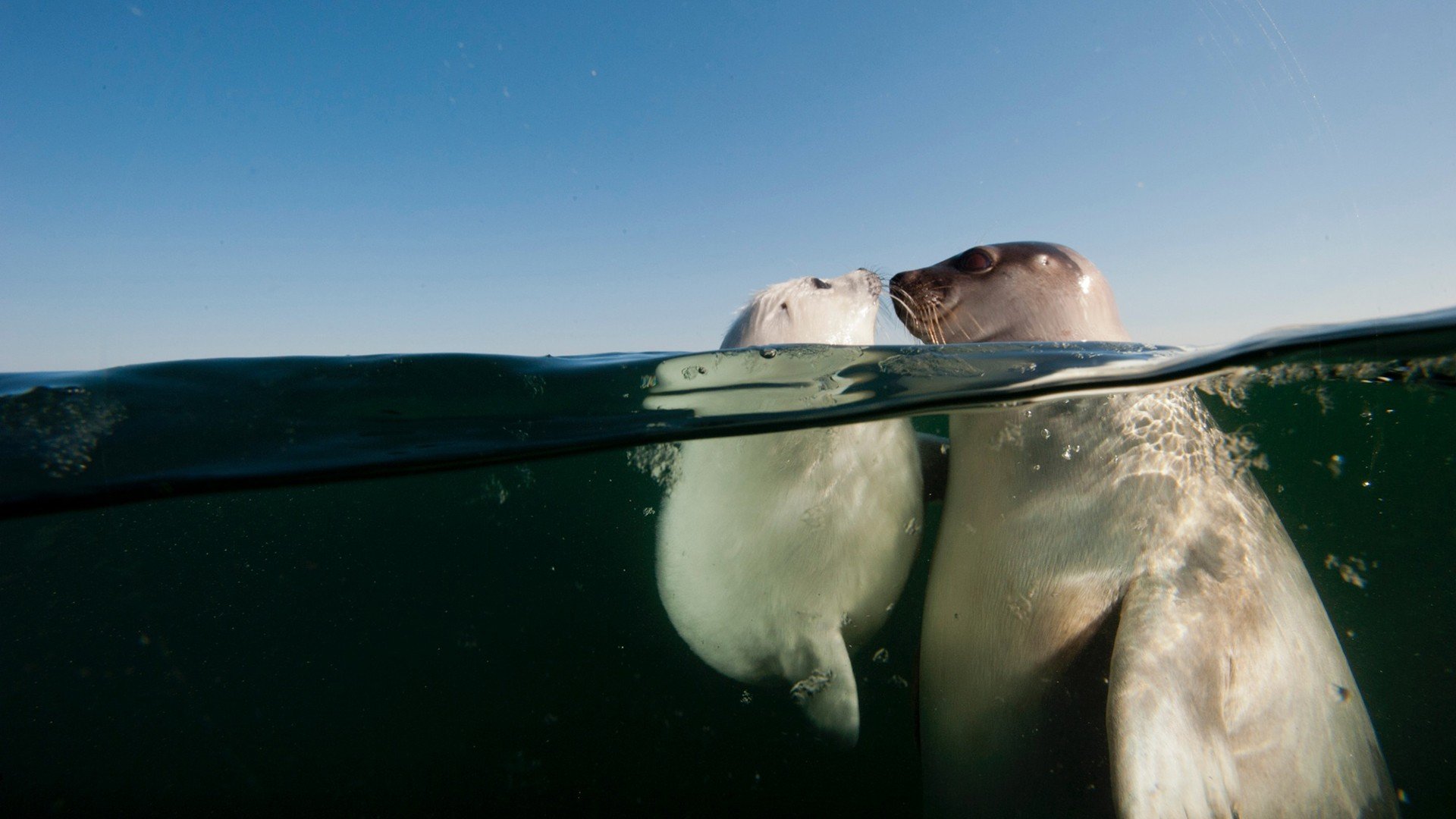 David Doubilet, Water, Underwater, Sea, Seals, Animals, Baby animals, Bubbles, Split view Wallpaper