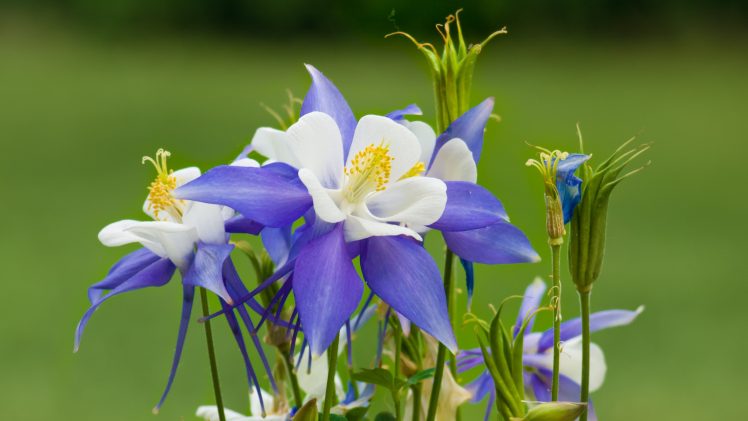 plants, Flowers, Blue flowers HD Wallpaper Desktop Background