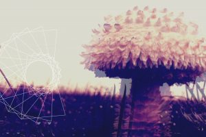 mushroom, Distortion, Abstract