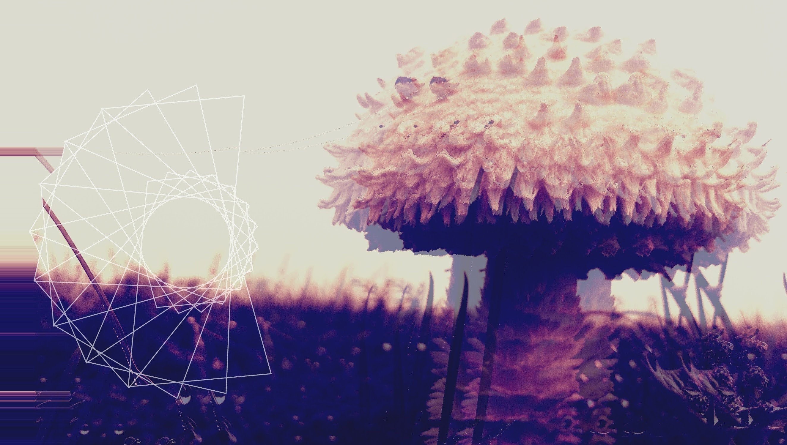 mushroom, Distortion, Abstract Wallpaper