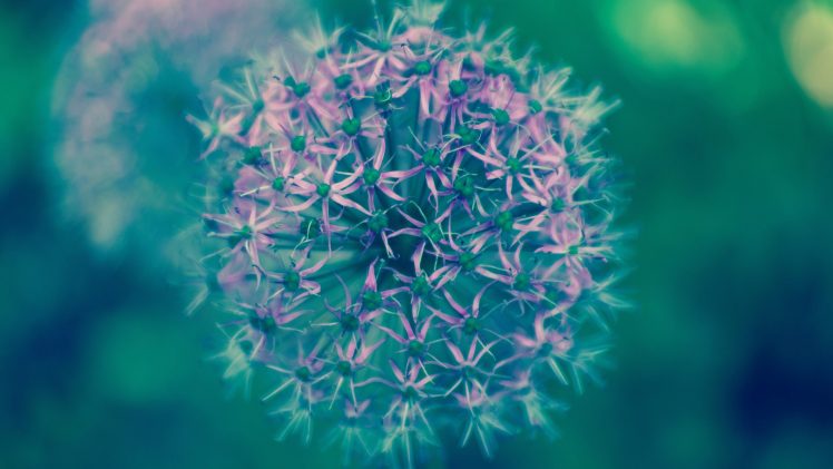 nature, Cosmos (flower) HD Wallpaper Desktop Background