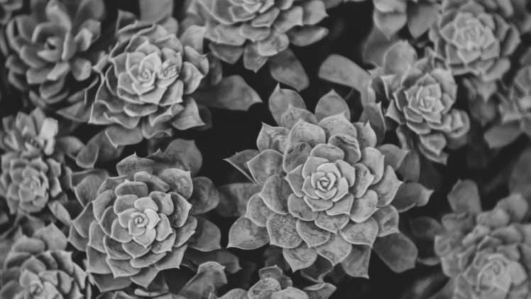 nature, Monochrome, Succulent, Plants HD Wallpaper Desktop Background