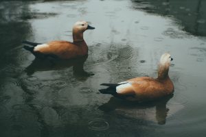 nature, Duck, Rain, Water drops