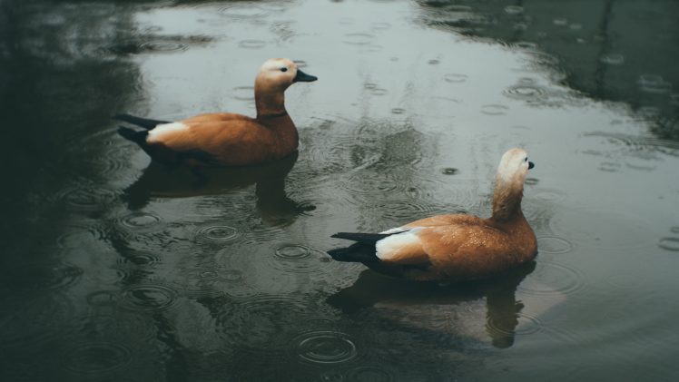 nature, Duck, Rain, Water drops HD Wallpaper Desktop Background