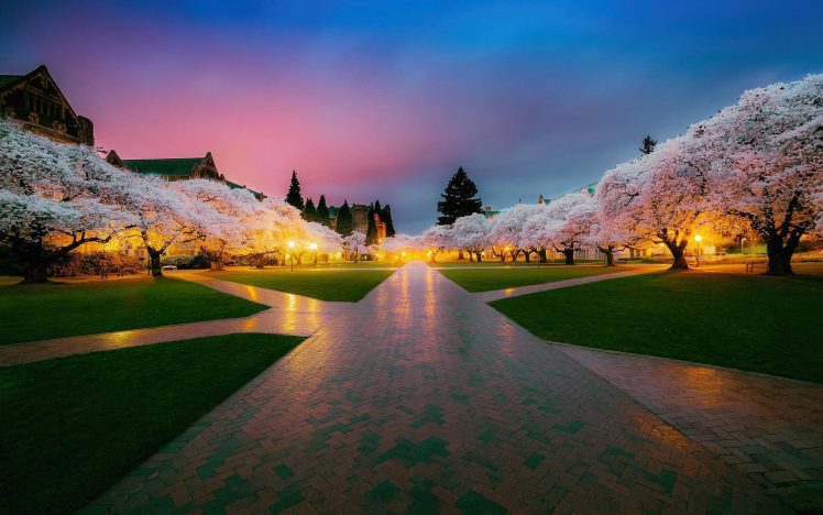 cherry blossom, Photography, Seattle HD Wallpaper Desktop Background
