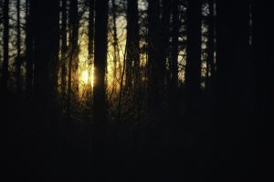 forest, Sunrise