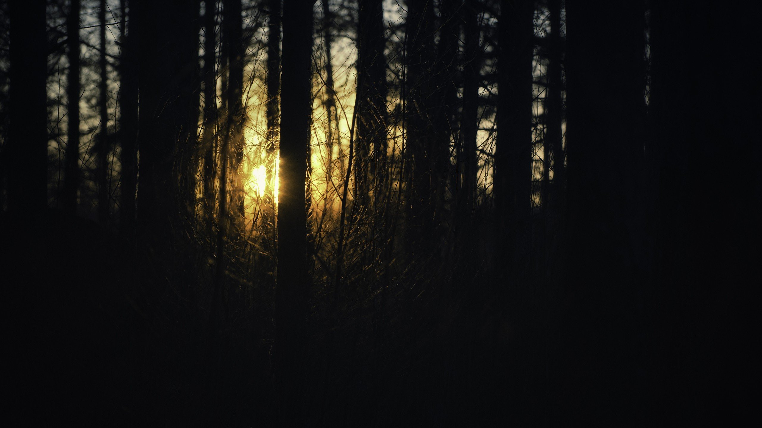 forest, Sunrise Wallpaper
