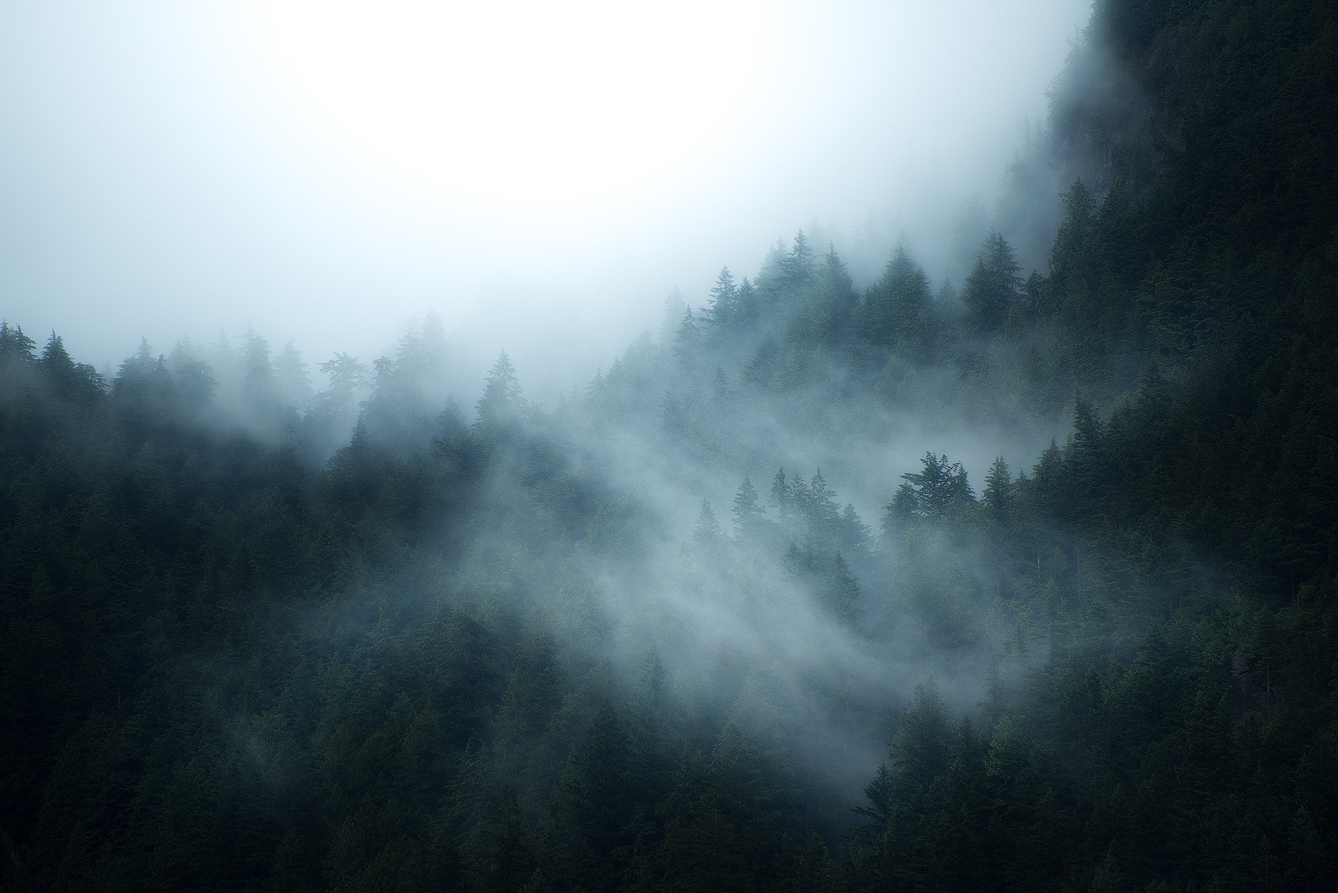 forest, Mist Wallpapers HD / Desktop and Mobile Backgrounds