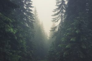 trees, Forest, Tatra Mountains, Tatra, Slovakia, Mist, Pine trees