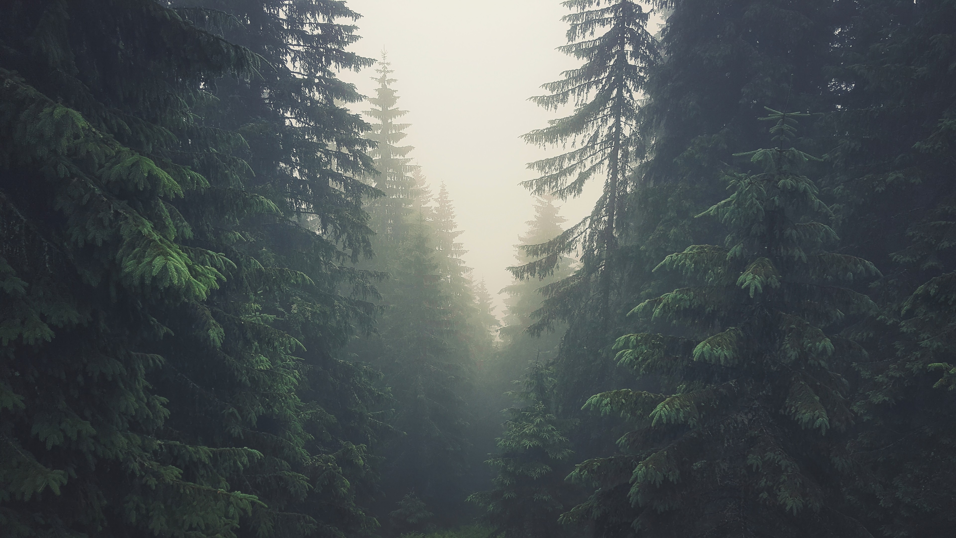 What is the title of this picture ? trees, Forest, Tatra Mountains, Tatra, Slovakia, Mist, Pine trees