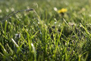 grass, Landscape, Closeup