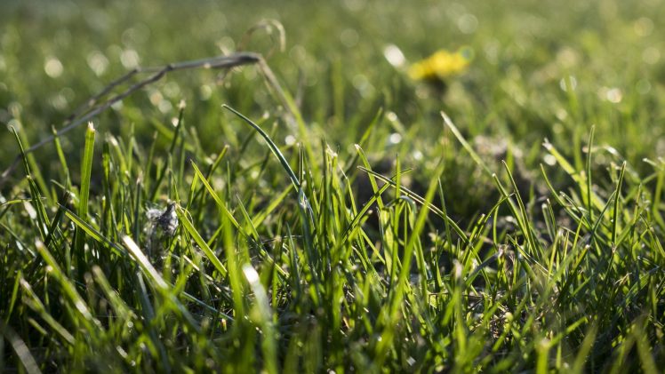 grass, Landscape, Closeup HD Wallpaper Desktop Background