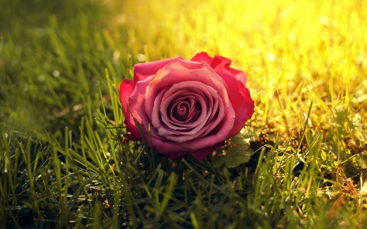 rose, Flowers, Nature, Grass, Closeup, Depth of field HD Wallpaper Desktop Background