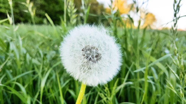 dandelion, Natural light, Meghalaya, Nature, Overgrown HD Wallpaper Desktop Background