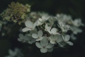 nature, White flowers, Plants