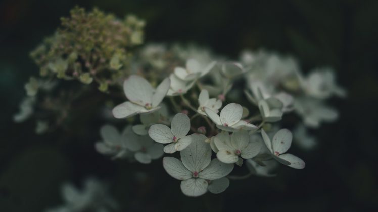 nature, White flowers, Plants HD Wallpaper Desktop Background