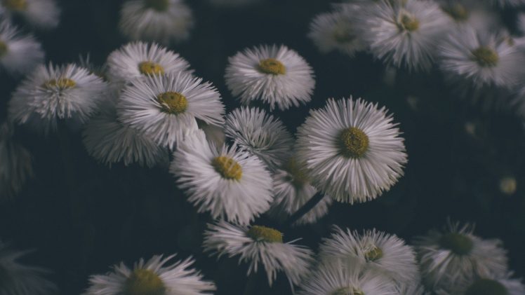 nature, White flowers, Plants, Flowers HD Wallpaper Desktop Background