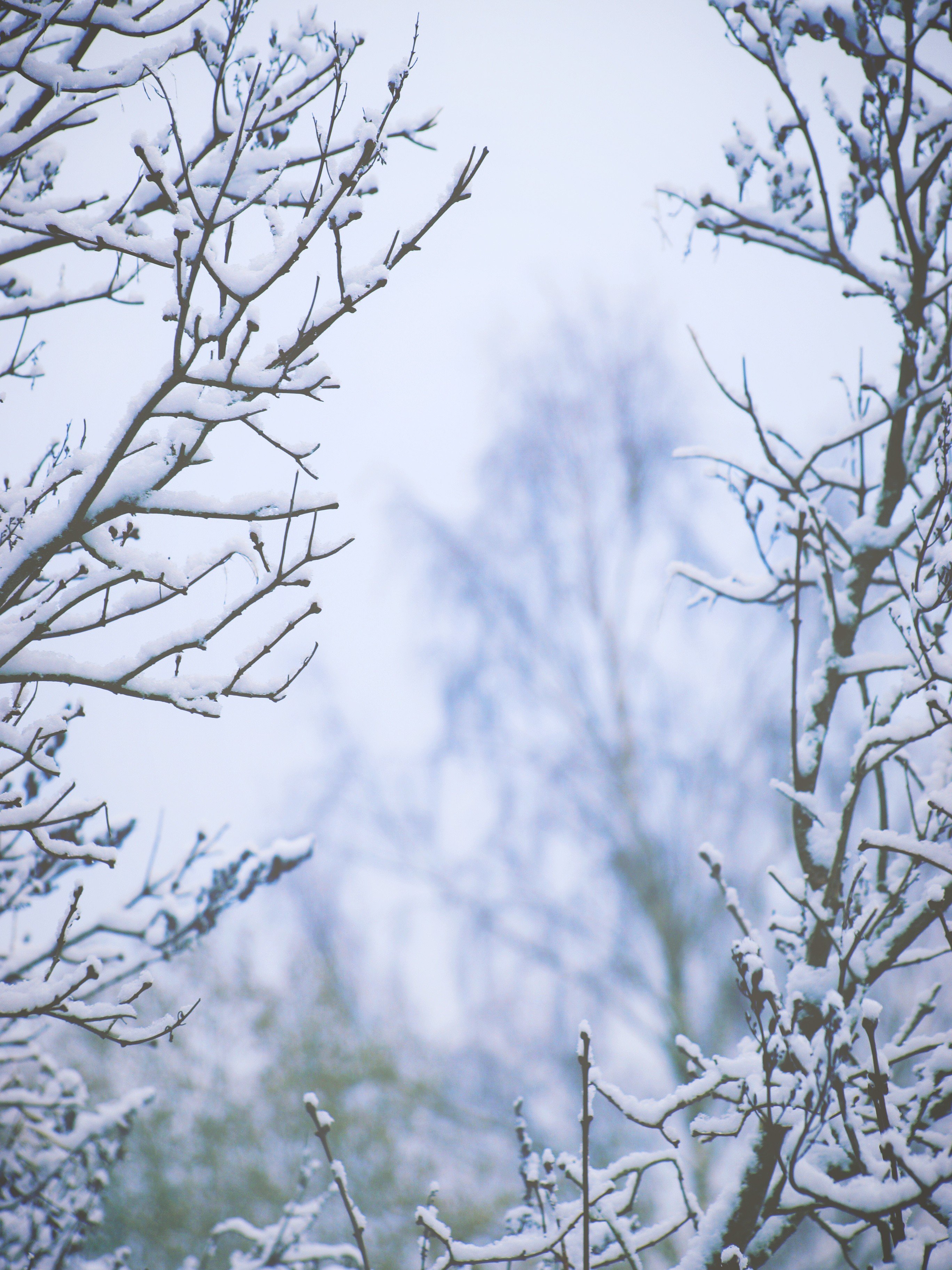 nature, Landscape, Snow Wallpaper