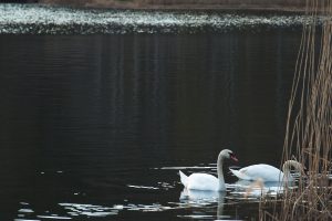 water, Swan, Animals, Nature