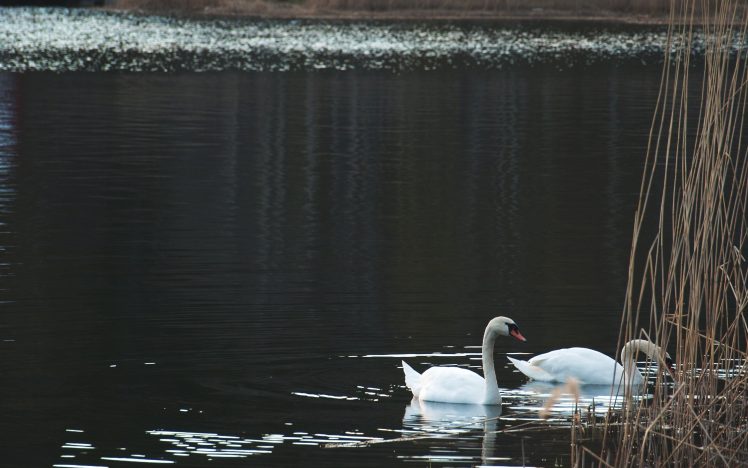water, Swan, Animals, Nature HD Wallpaper Desktop Background