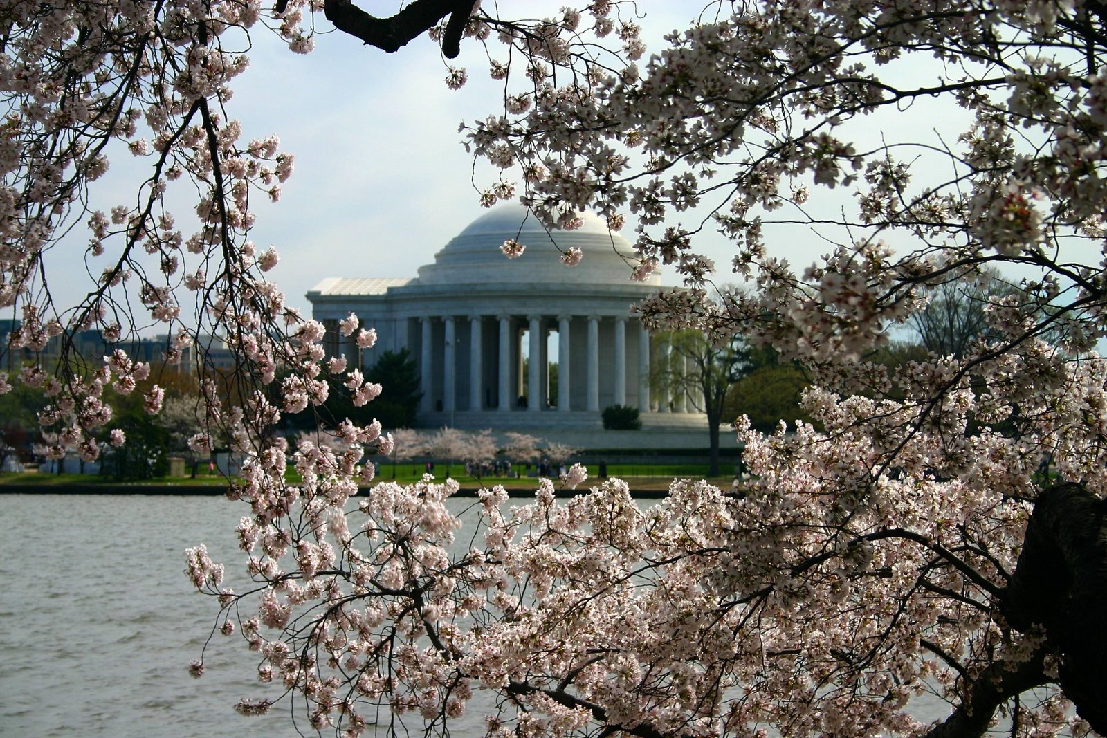 blossom Wallpaper