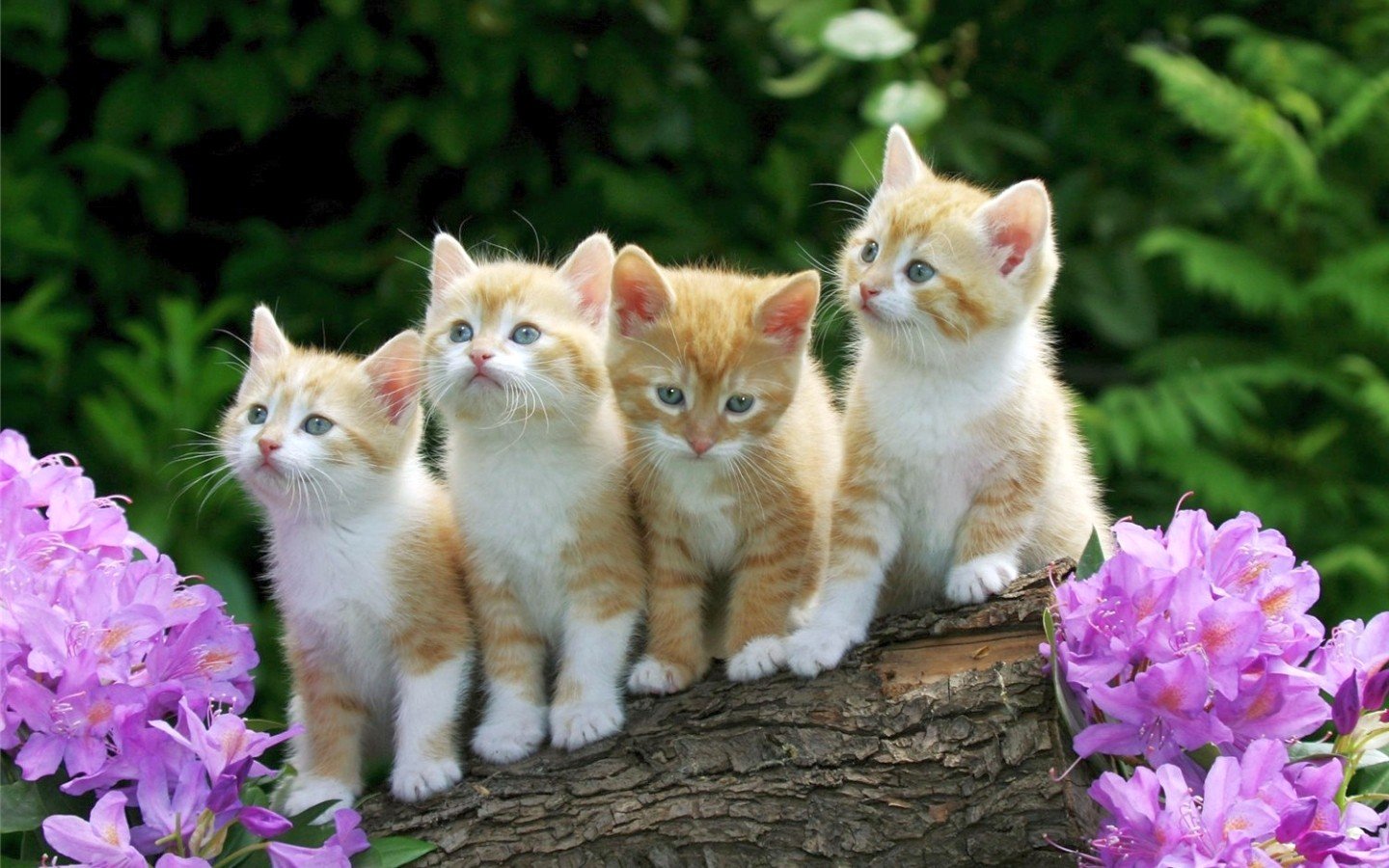 kittens, Flowers, Tree bark, Bokeh, Animals, Nature Wallpaper